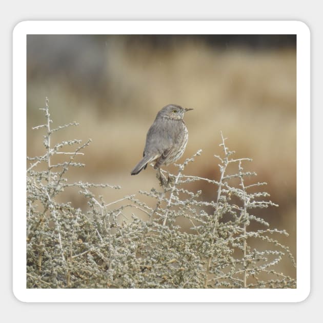 wild, birds, sage thrasher, wildlife, gifts Sticker by sandyo2ly